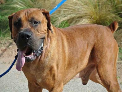 Kinetic is a male Boerboel for rescue at Austin Animal Center, Austin, TX